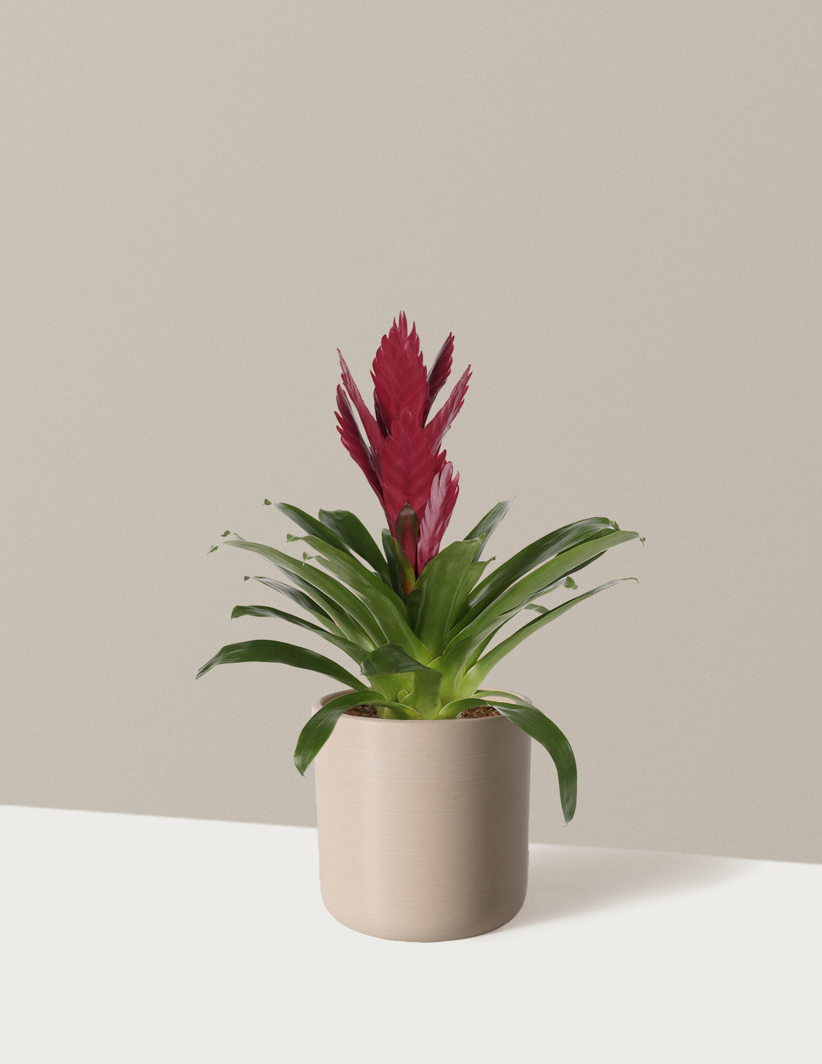 Bromeliad Vriesea ‘Albertina Maroon’