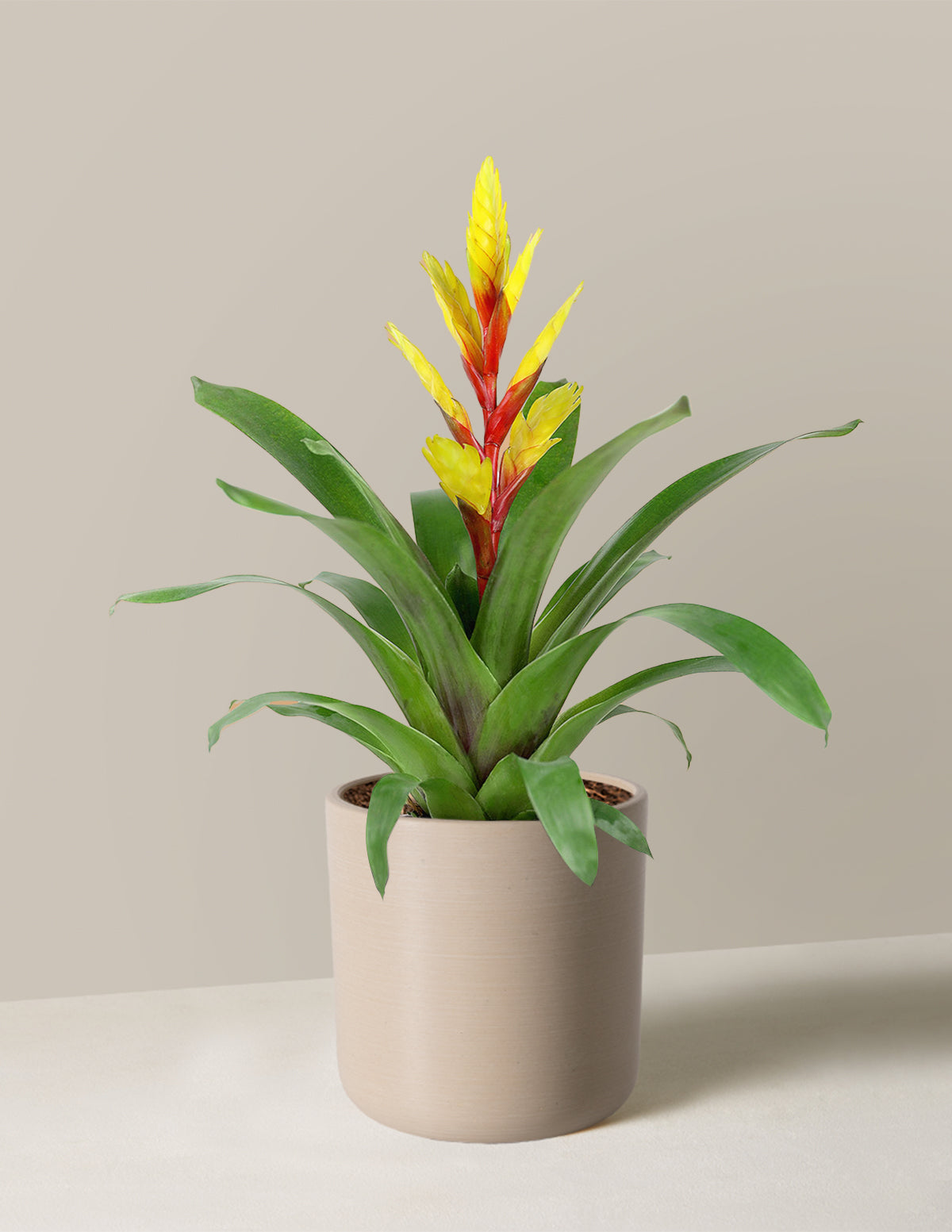 Bromeliad Vriesea Evita Yellow