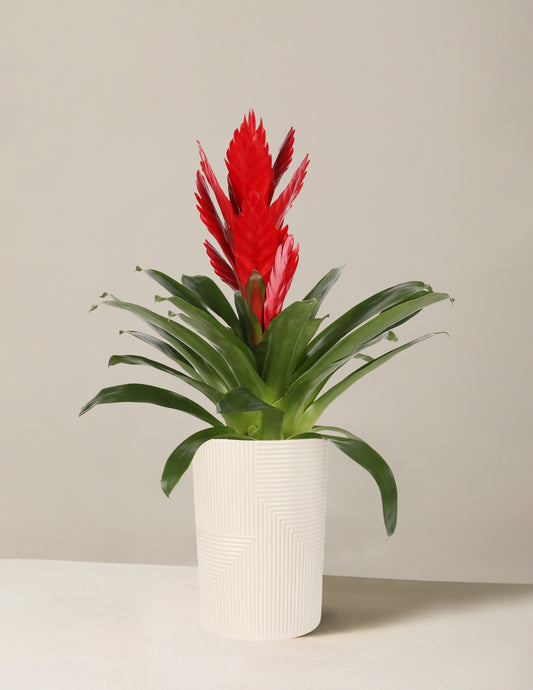 Bromeliad Vriesea Intenso Red