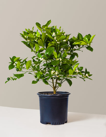 Calamondin Tree