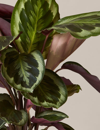 Calathea Medallion