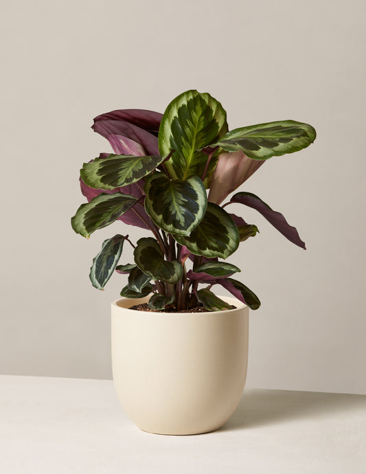 Calathea Medallion