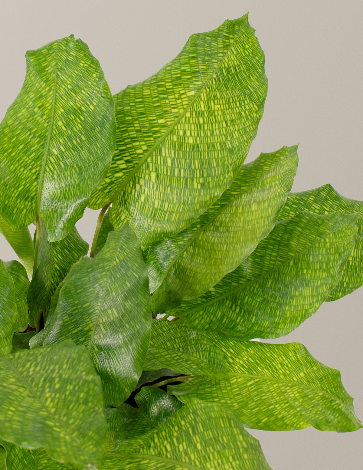 Calathea Musaica