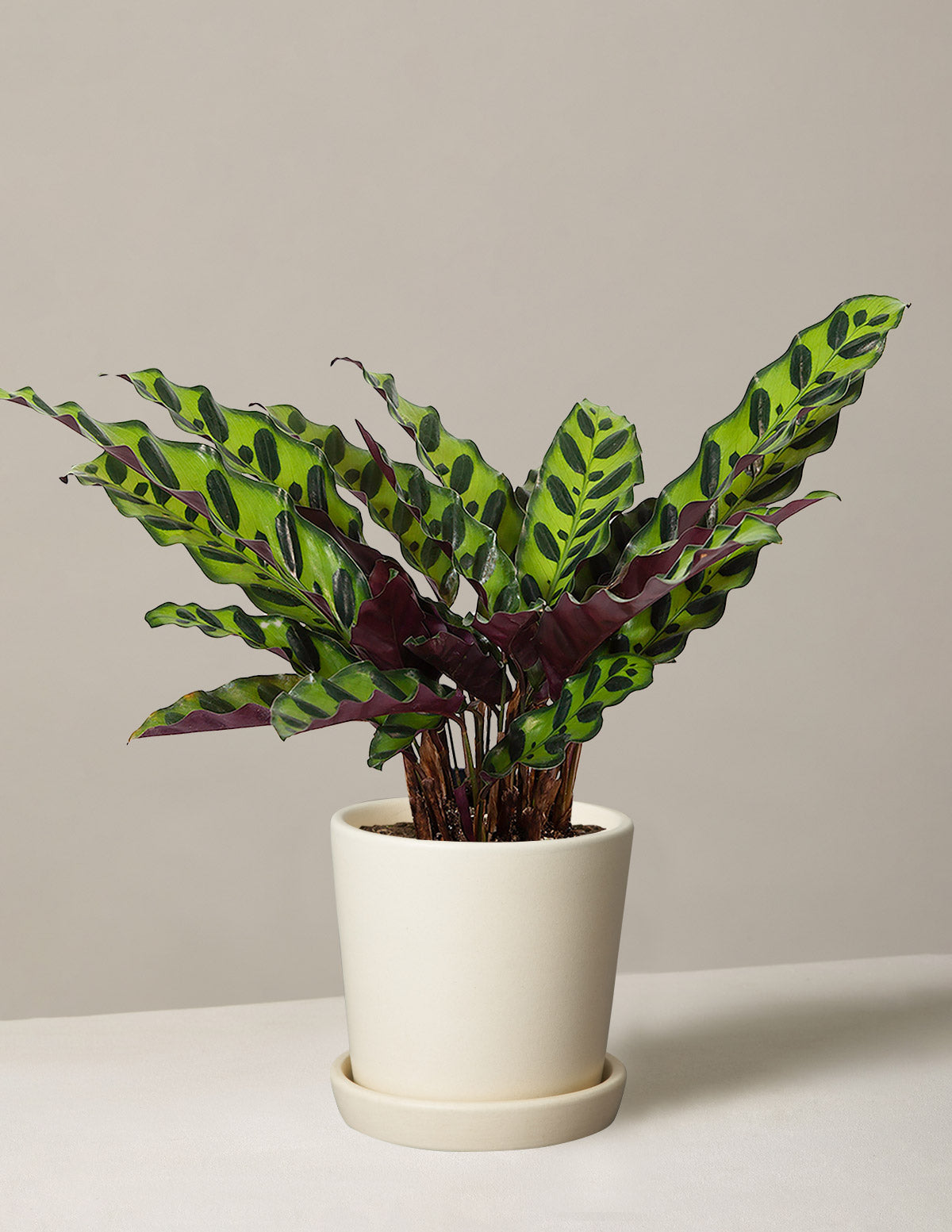 Calathea Rattlesnake