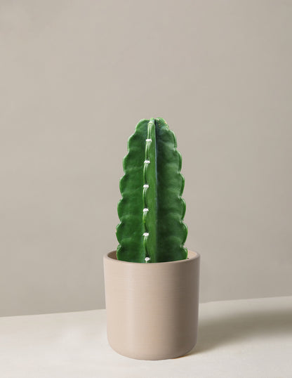 Cuddly Cactus