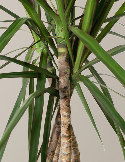 Dracaena Marginata Braided