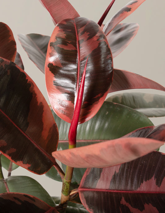 Ficus Elastica 'Ruby'