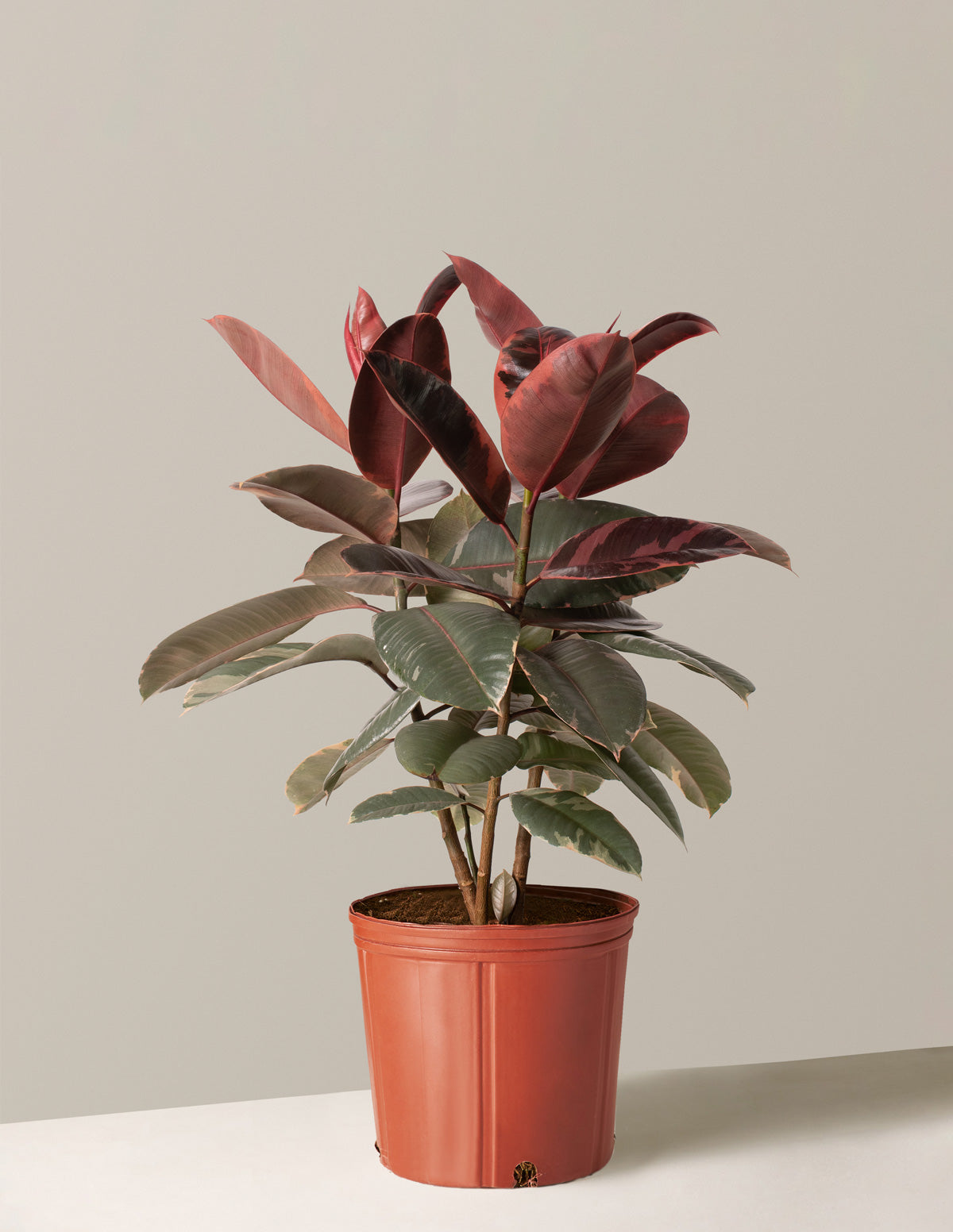 Ficus Elastica 'Ruby'