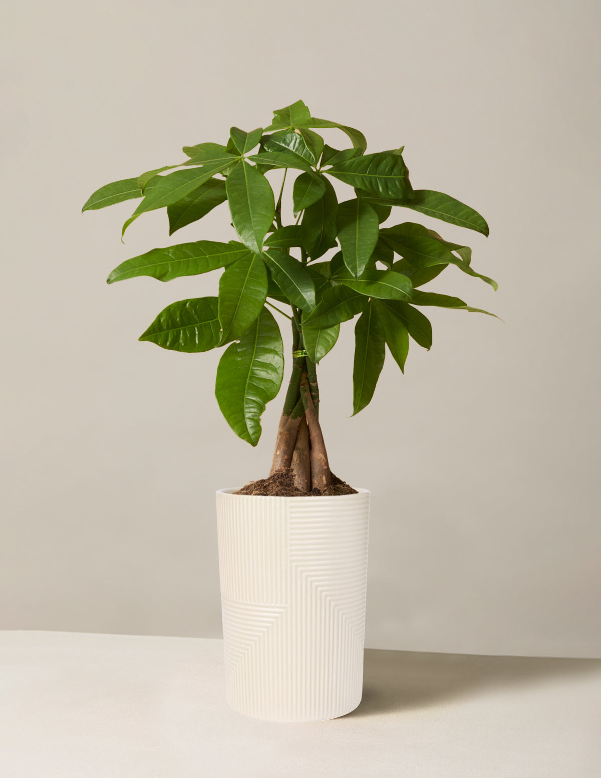 Money Tree Plant