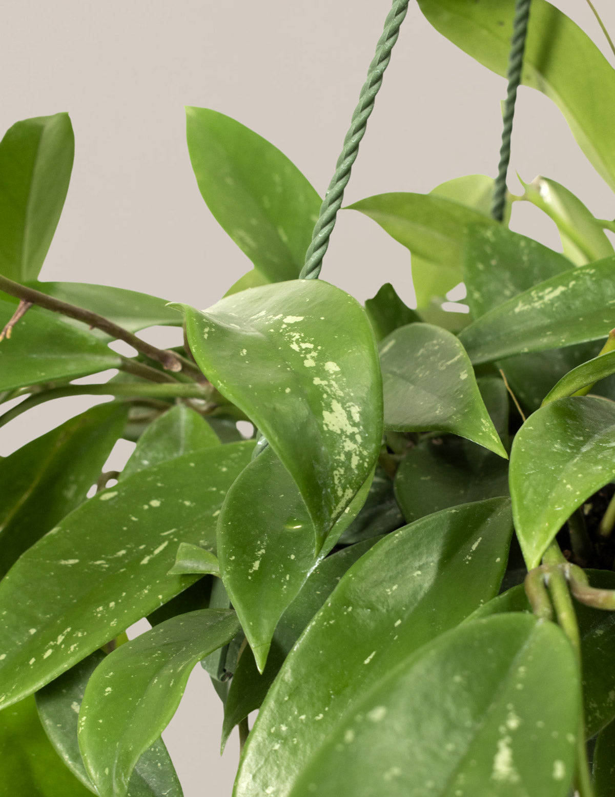 Hoya pubicalyx Hanging Basket