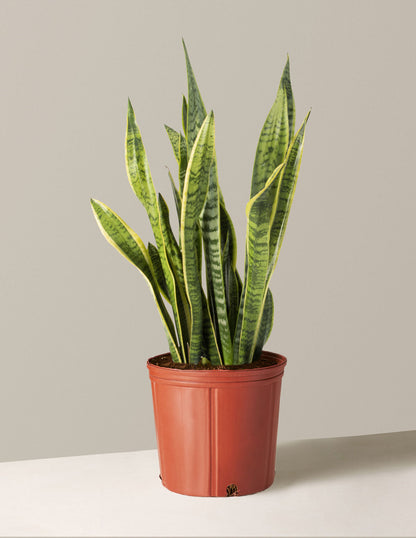 Snake Plant Laurentii