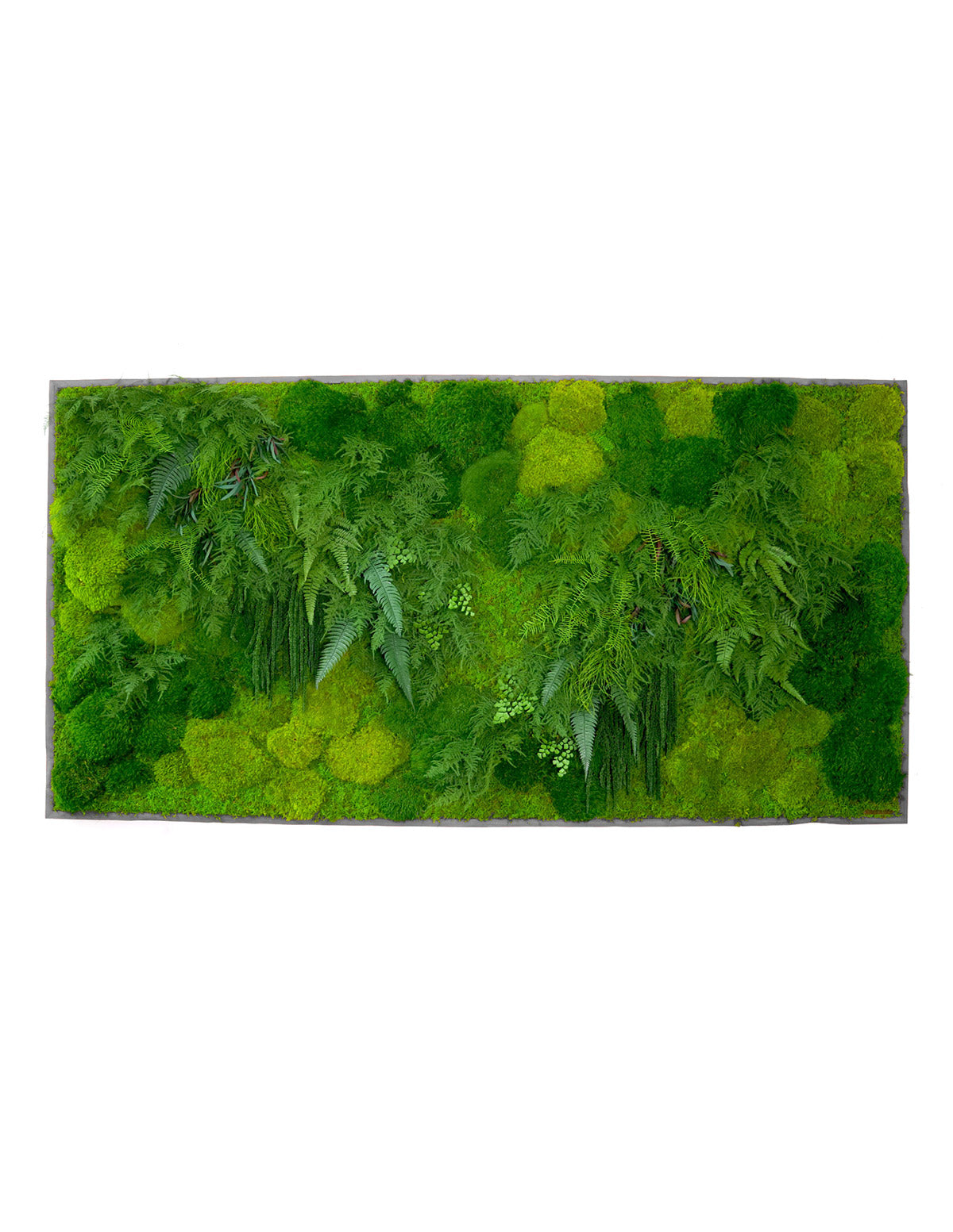 Large Preserved Living Wall 68" x 33"