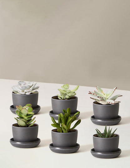 Cacti Assortment with Planters