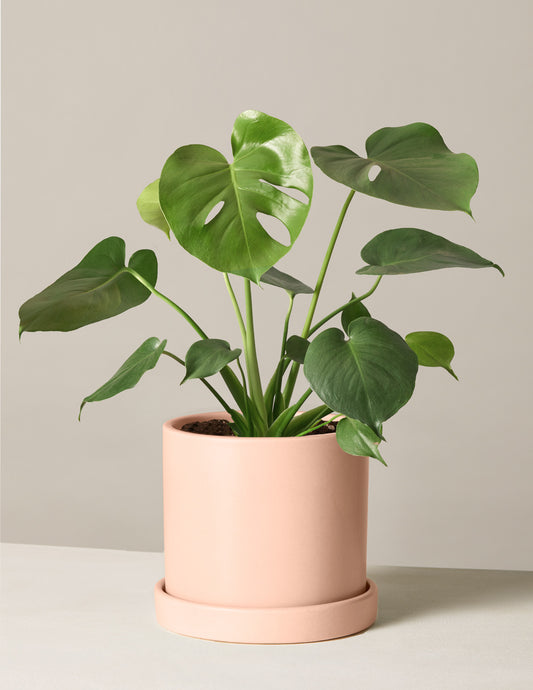 Monstera Deliciosa