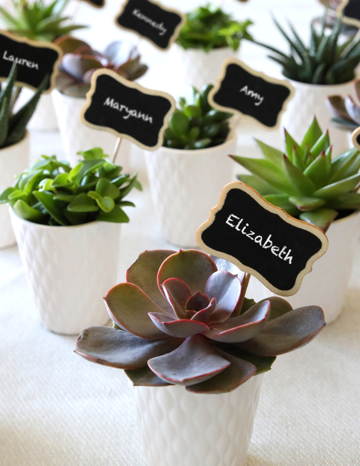 Succulent Party Pack