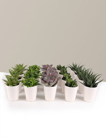 Succulent Party Pack