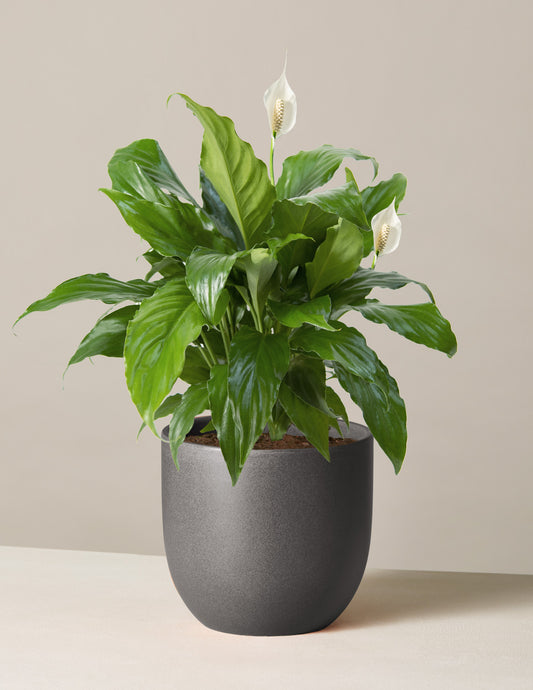 Peace Lily