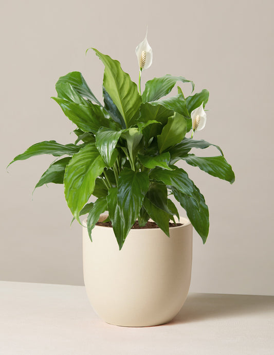 Peace Lily