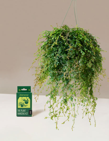 Peacock Fern Hanging Basket