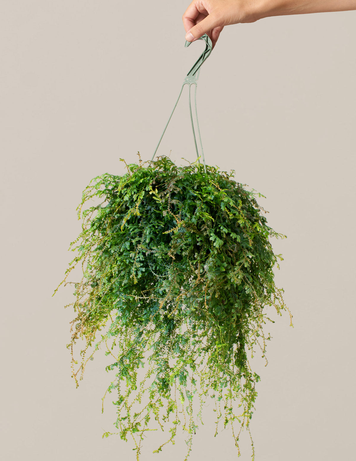 Peacock Fern Hanging Basket