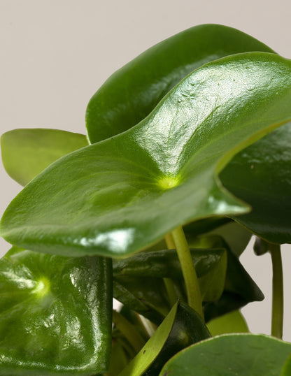 Peperomia Raindrop