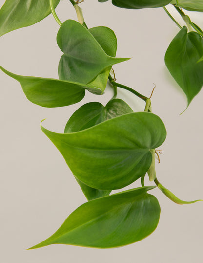 The Trailing Philodendron Duo