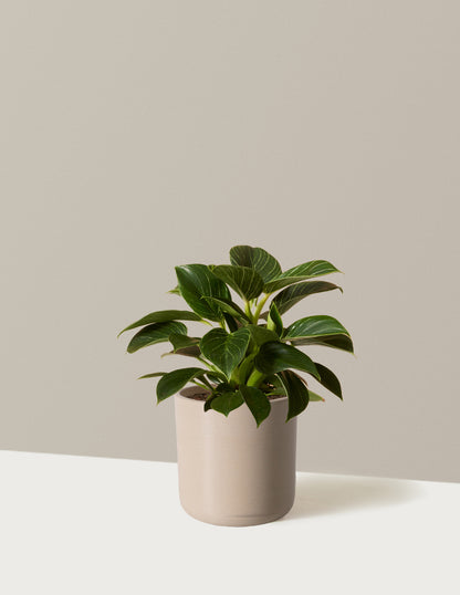 Philodendron Birkin