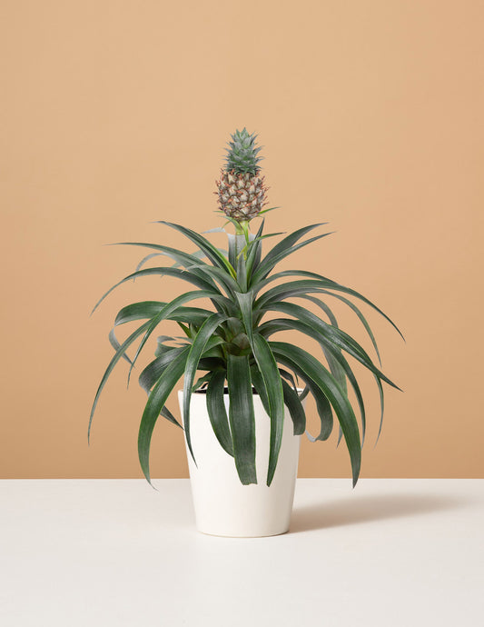 Pineapple Plant