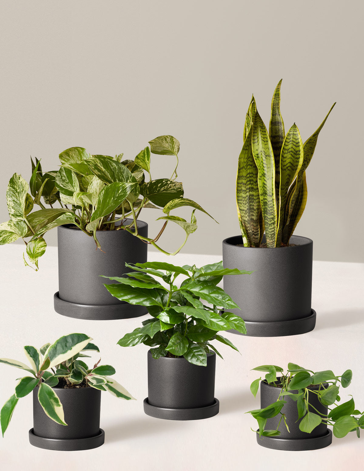 Plant Parent Set