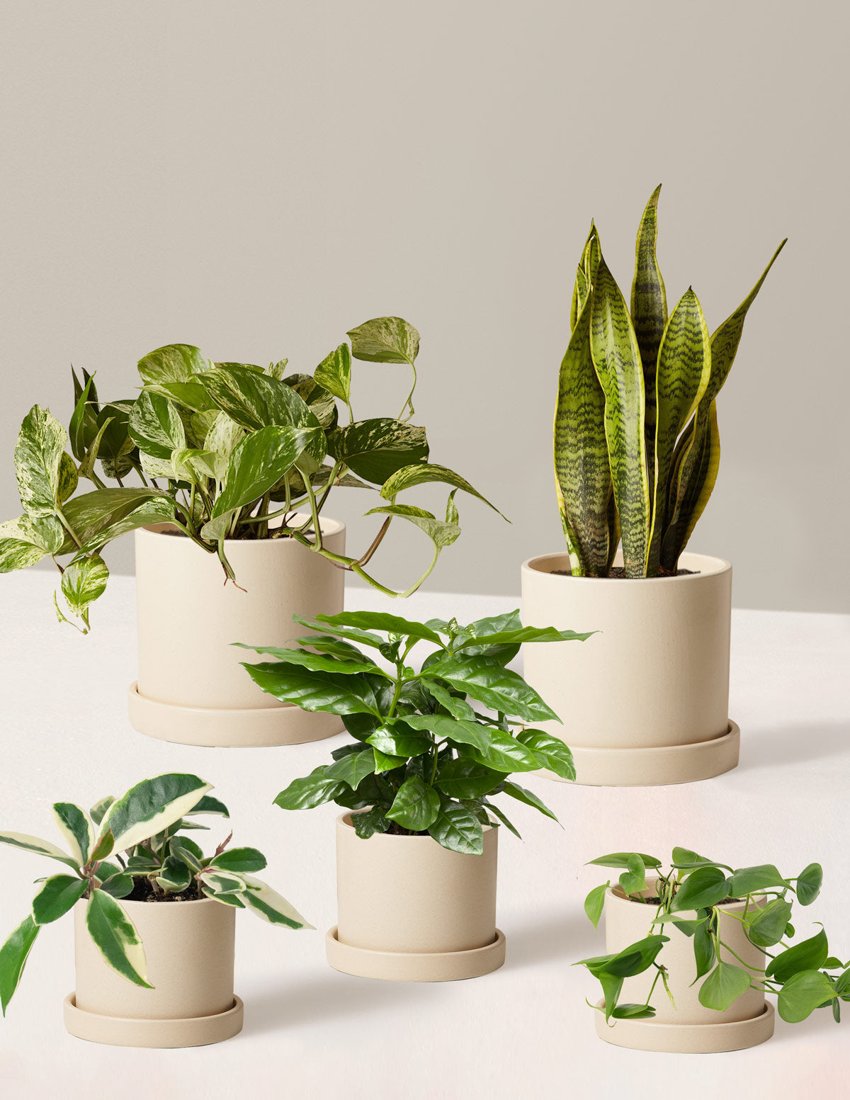 Plant Parent Set