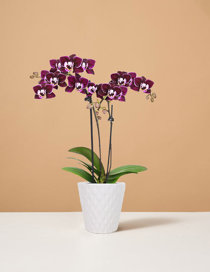 Mini Orchid