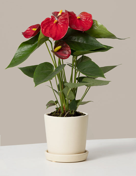 Red Anthurium