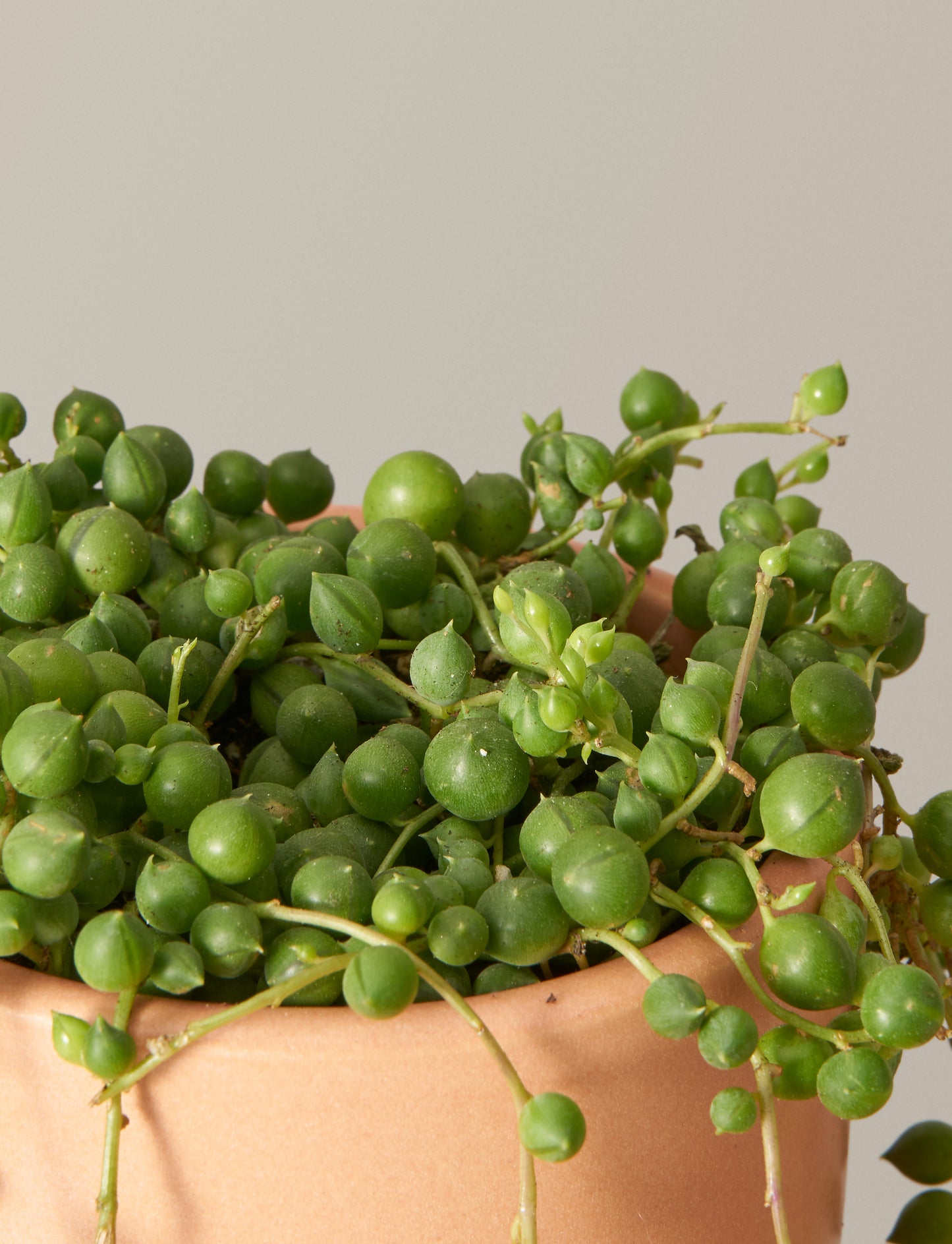 Senecio Rowleyanus ' String of Pearls'