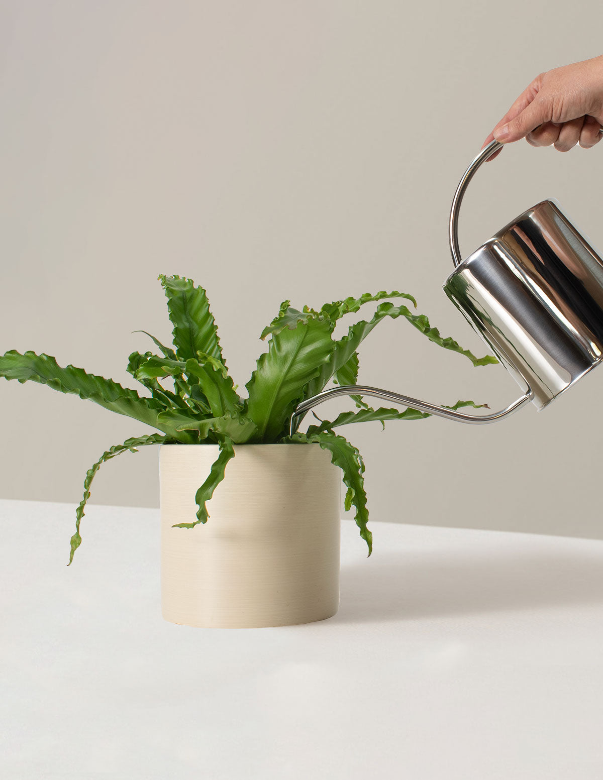 Medium Sierra Watering Can