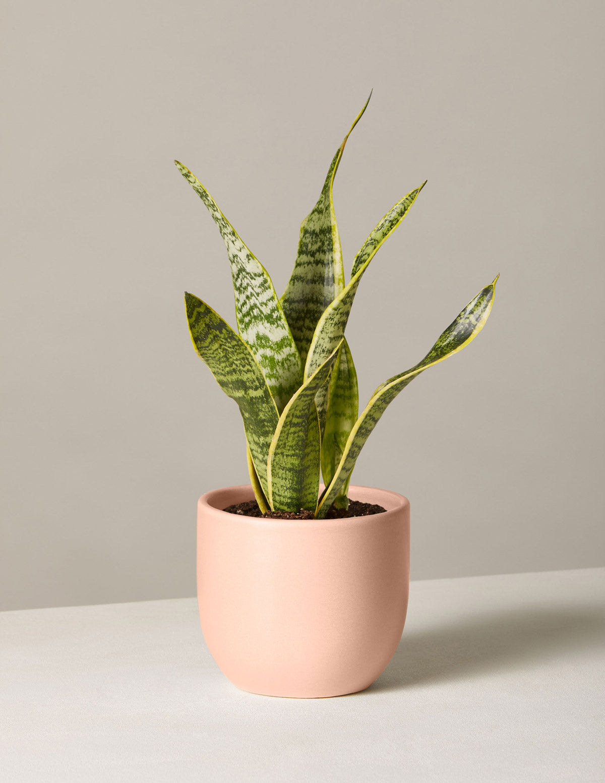 Snake Plant Laurentii