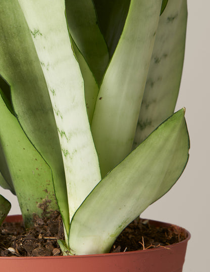 ‘Moonshine’ Snake Plant