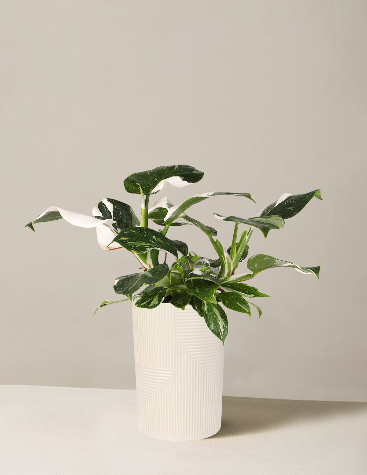 Philodendron White Wizard