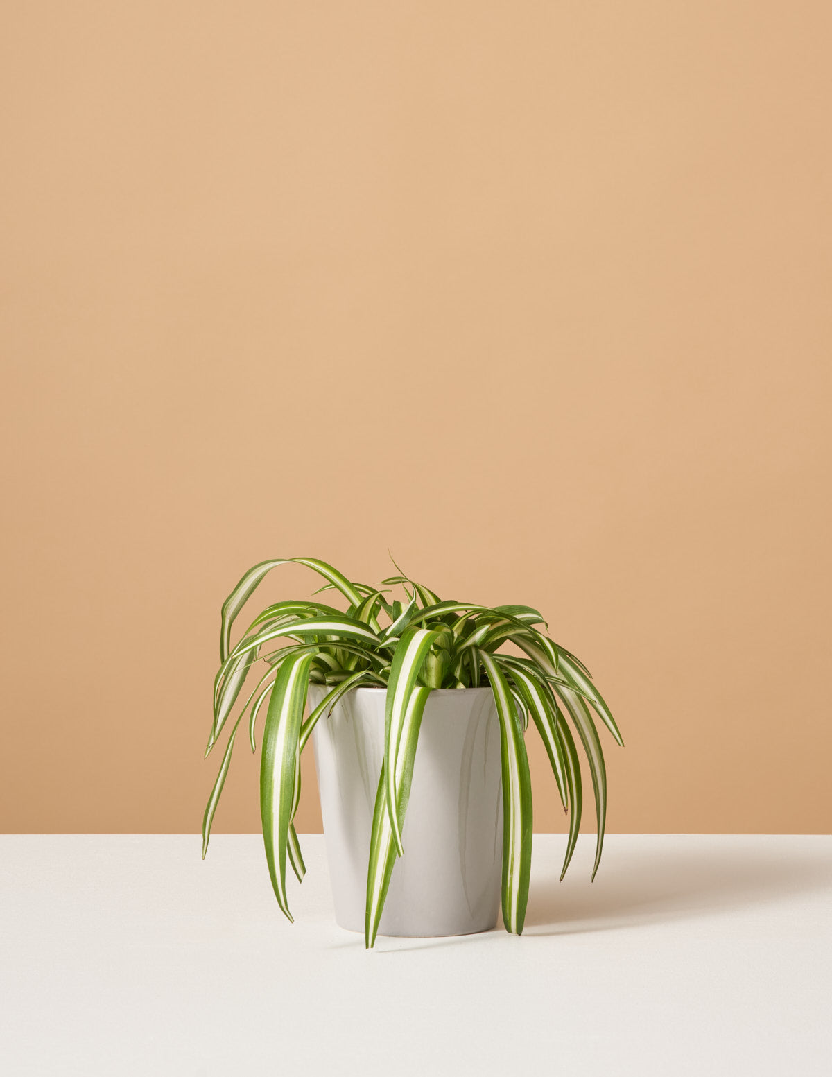 Spider Plant Variegated