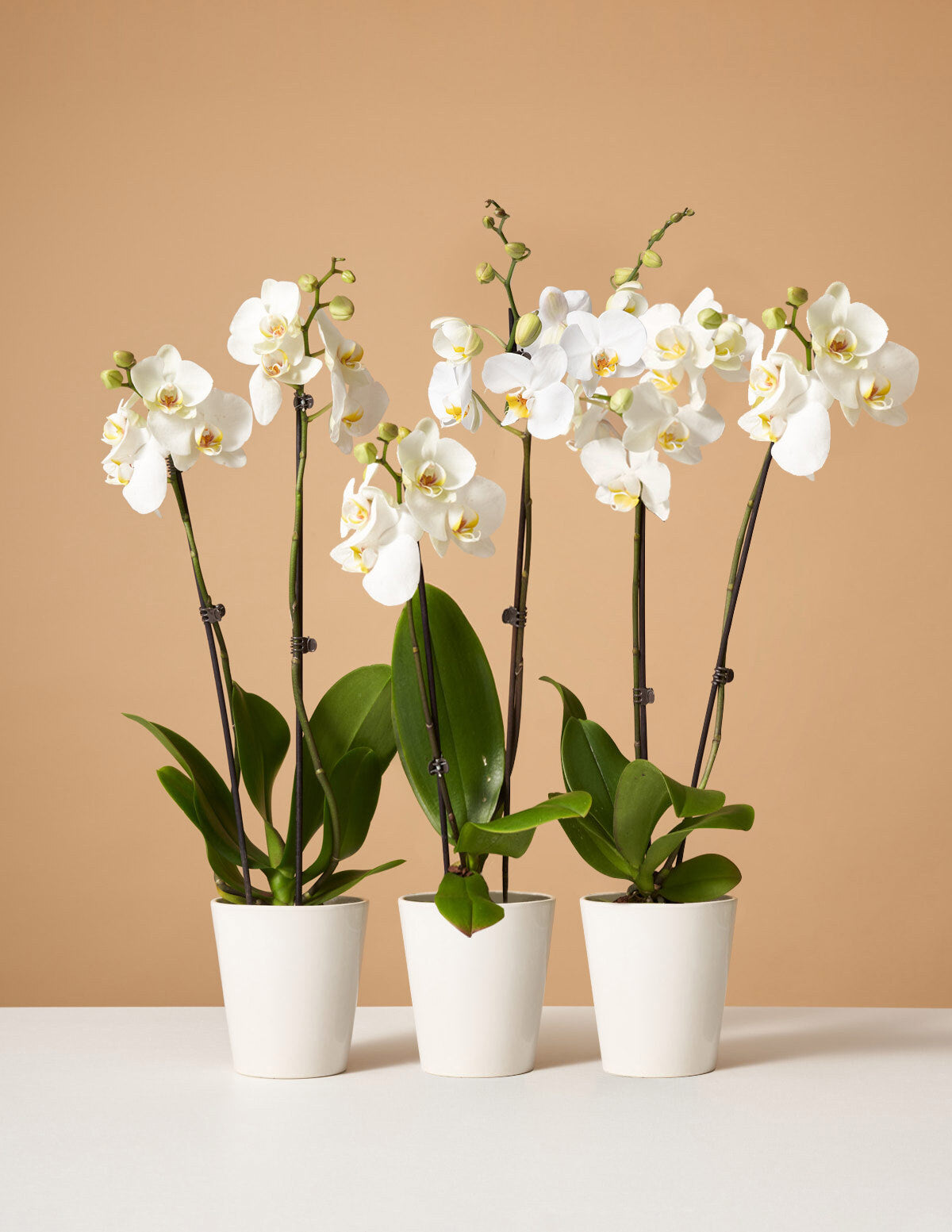 Orchid Subscription (12 Months)