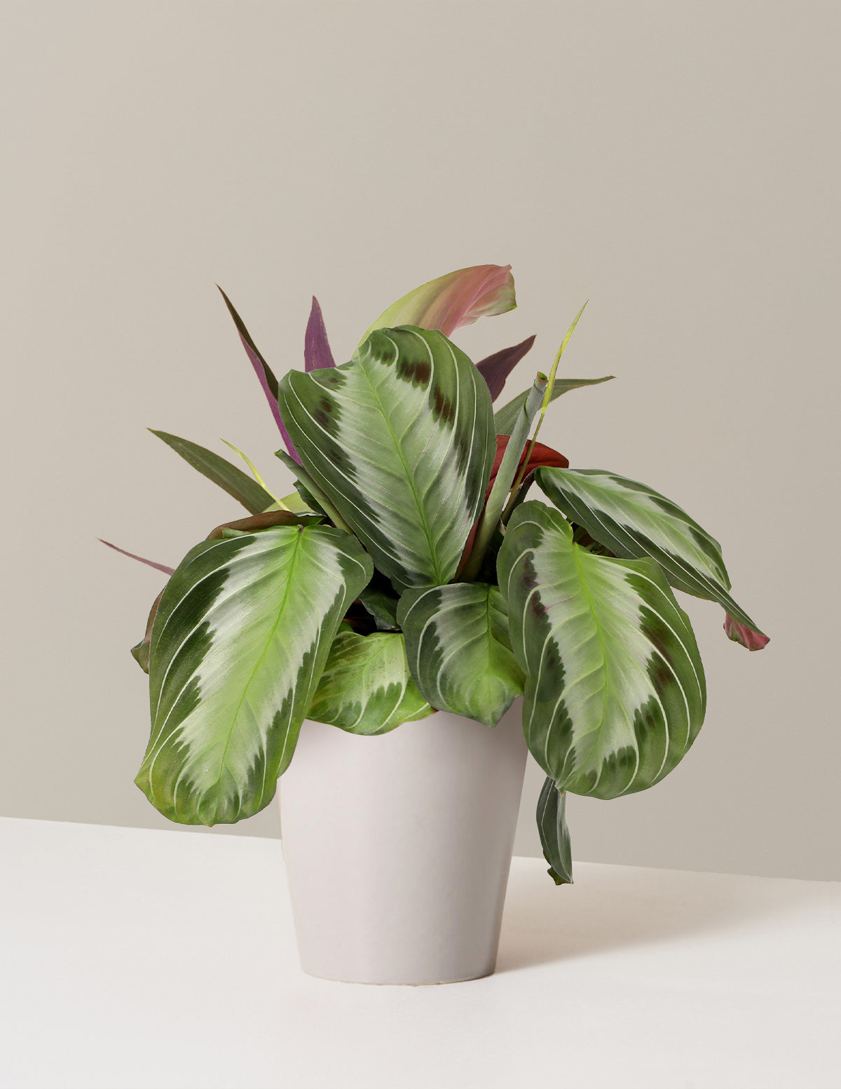 Maranta 'Silver'