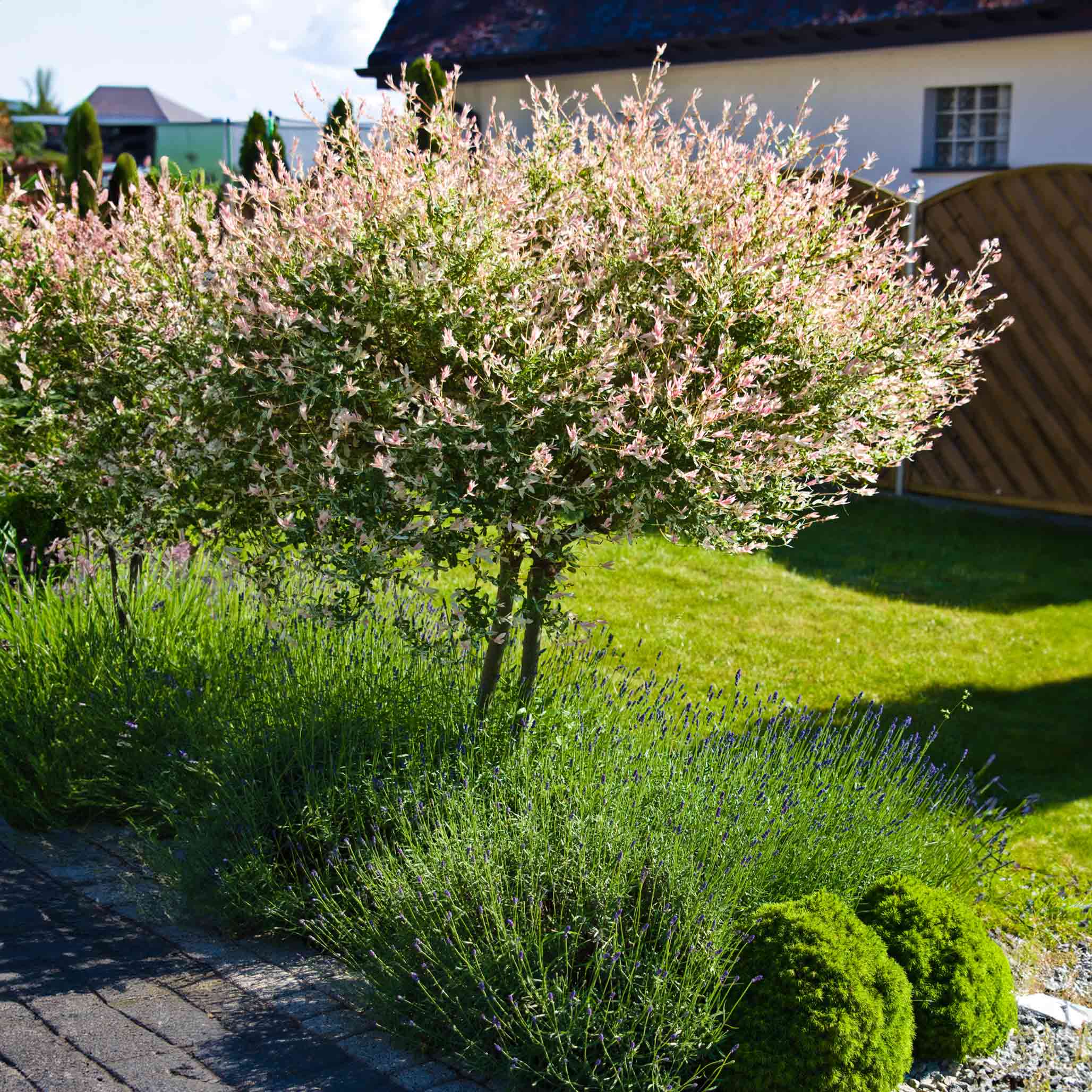 Japanese Dappled outlets Willow!