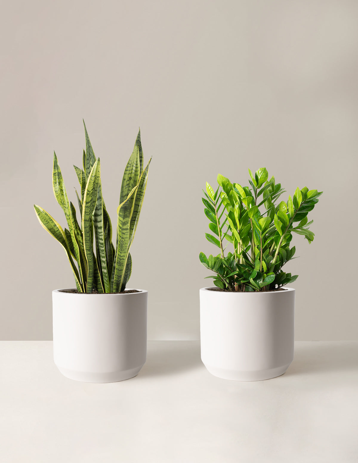 Best low-light indoor plants