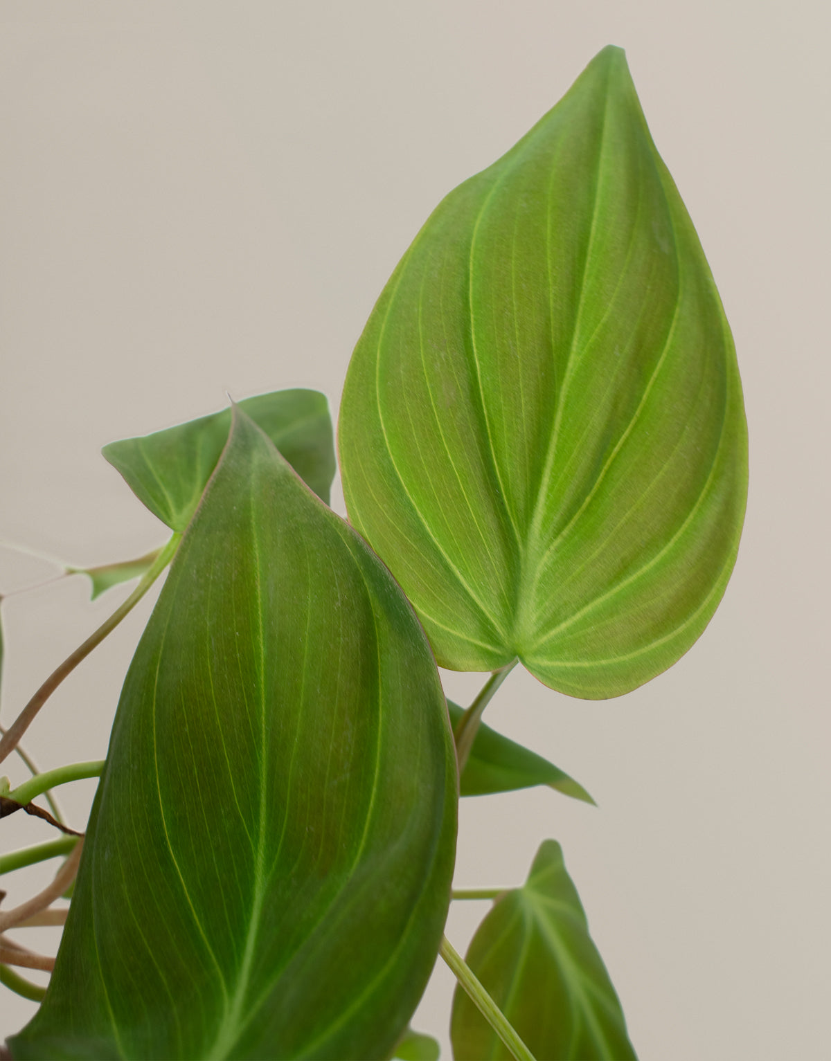 Philodendron Micans