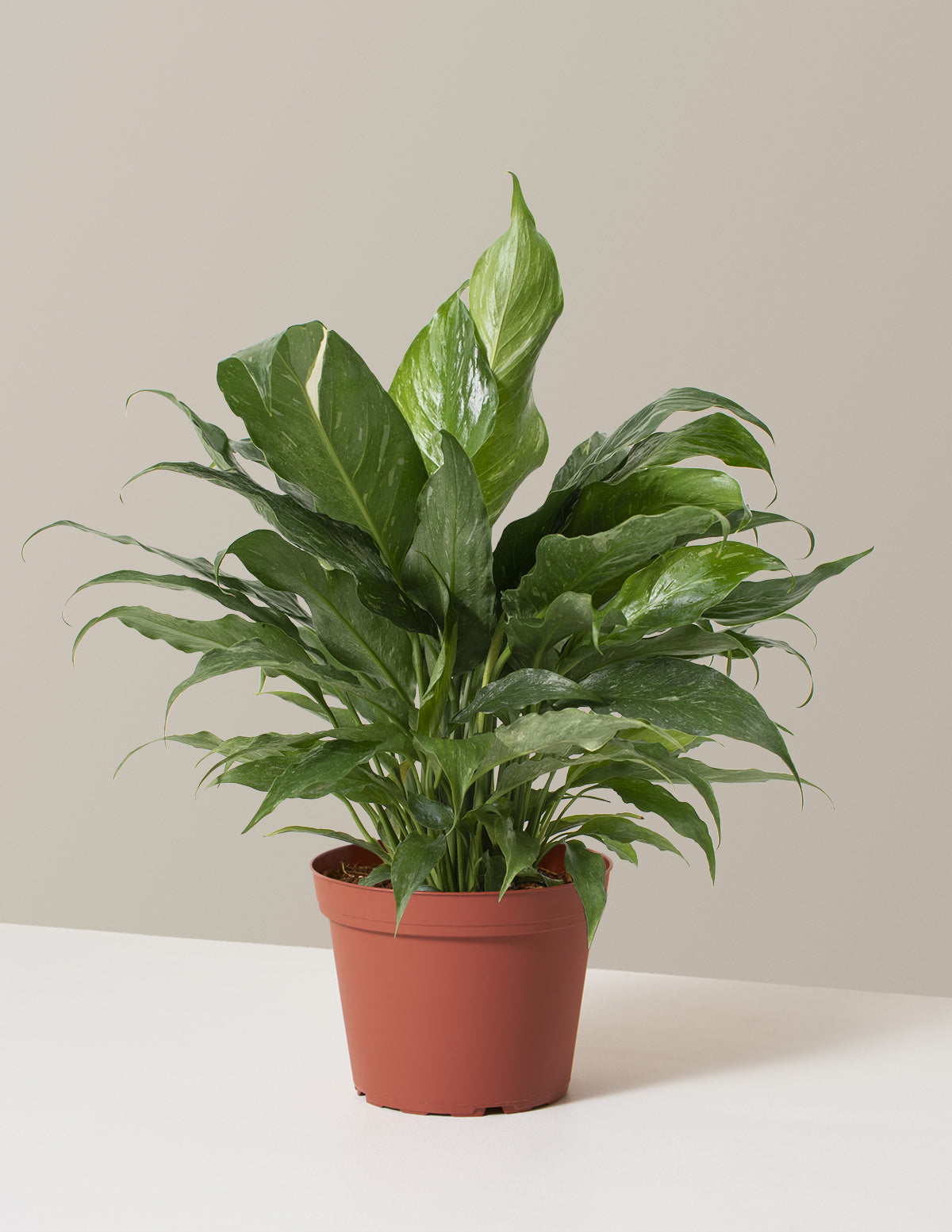 Peace Lily ‘Domino’